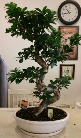 100 cm yksekliinde dev bonsai japon aac  Adana ieki nternetten iek siparii 