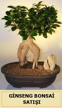thal Ginseng bonsai sat japon aac  Adana iek siparii sitesi 