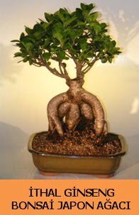 thal japon aac ginseng bonsai sat  Adana ieki nternetten iek siparii 