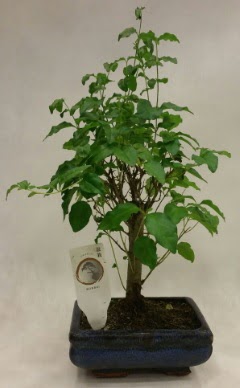 Minyatr bonsai japon aac sat  Adanadaki iekiler ieki telefonlar 