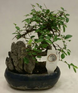 thal 1.ci kalite bonsai japon aac  Adana ucuz ieki iek sat 