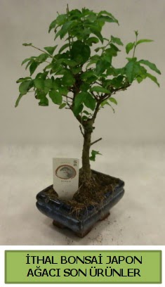 thal bonsai japon aac bitkisi  Adana hediye sevgilime hediye iek 