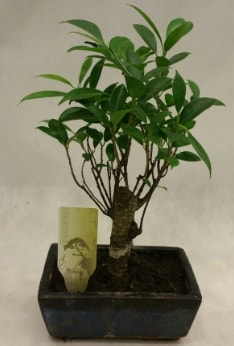 Japon aac bonsai bitkisi sat  Adanadaki iekiler ieki telefonlar 