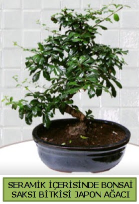 Seramik vazoda bonsai japon aac bitkisi  Adana iek siparii sitesi 