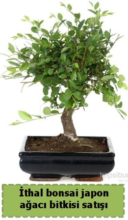 thal bonsai saks iei Japon aac sat  Adana ieki nternetten iek siparii 