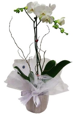 Tek dall beyaz orkide  Adana cicek , cicekci 