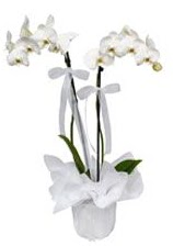 2 dall beyaz orkide  Adana gvenli kaliteli hzl iek 