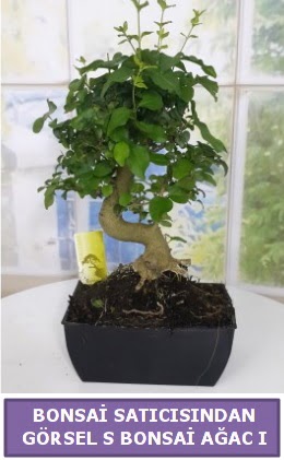 S dal erilii bonsai japon aac  Adana ucuz ieki iek sat 