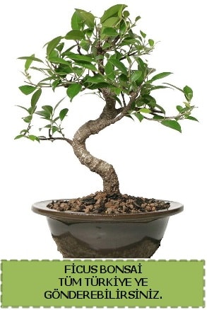 Ficus bonsai  Adana iek yolla iek gnderme sitemiz gvenlidir 
