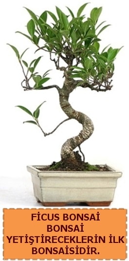 Ficus bonsai 15 ile 25 cm arasndadr  Adana iek sat iek yolla 