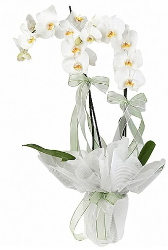 ift Dall Beyaz Orkide  Adana anneler gn iek yolla 