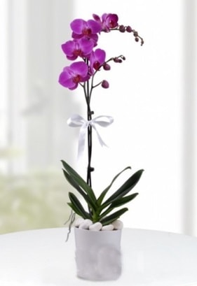 Tek dall saksda mor orkide iei  Adana iekiler 