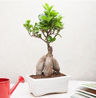 Exotic Ficus Bonsai ginseng  Adana iek servisi , ieki adresleri 