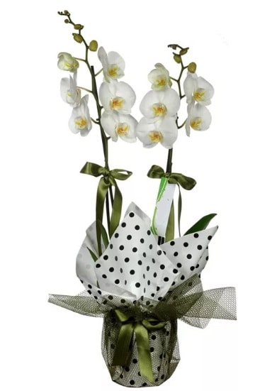 ift Dall Beyaz Orkide  Adana 14 ubat sevgililer gn iek 