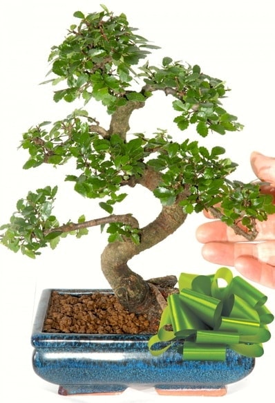 Yaklak 25 cm boyutlarnda S bonsai  Adana iek siparii sitesi 