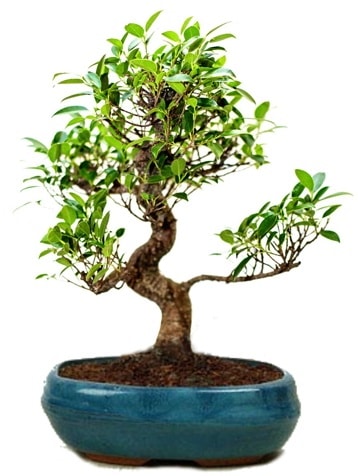 25 cm ile 30 cm aralnda Ficus S bonsai  Adana iek yolla iek gnderme sitemiz gvenlidir 