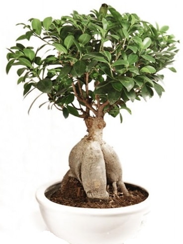 Ginseng bonsai japon aac ficus ginseng  Adana ieki nternetten iek siparii 